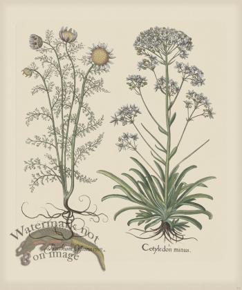 Besler 213 Colored  B2